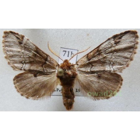 Drymonia obliterata (Borkhausen, 1790) Czech71b